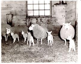 Photograph of a group of ewes and lambs in a barn