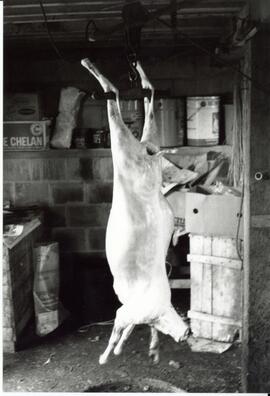 Photograph of a hanging lamb carcass