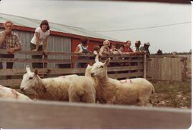 Photograph of people observing sheep in a pen during the field day at Bill Mathewson's farm