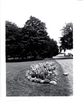 Photograph of a flowering bush and trees on the Nova Scotia Agricultural College campus