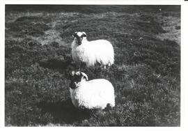 Photograph of a Scottish blackface ewe and lamb