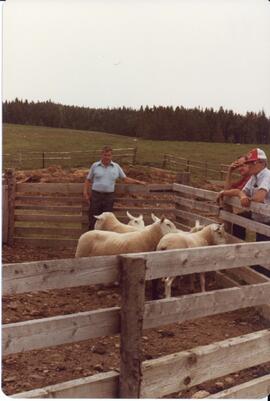 Photograph of people observing sheep in a pen during the field day at Bill Mathewson's farm