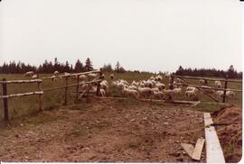 Photograph of sheep in field during the field day at Bill Mathewson's farm