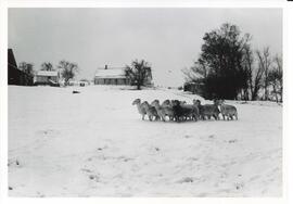Photograph of Wiltshire Horns on Tony Turner's farm, Pictou County, Nova Scotia