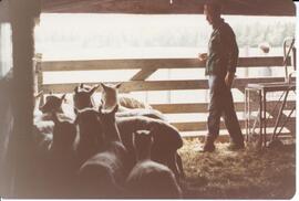 Photograph of a person standing with a group of sheep in a pen during the Sheep Breeders' Associa...