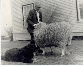 Photograph of Victor Aylward, of Windsor, Nova Scotia, and one of his Leicester sheep and Border ...