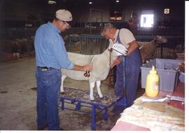 Photograph of people shearing sheep during the All Canada Sheep Classic in Brandon, Manitoba, in ...