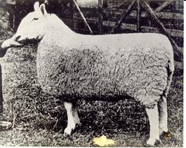 Photograph of a single sheep on display