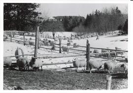 Photograph of Sheep at Andrew Richard's Farm, Scotsburn, Nova Scotia, prior to importing Scottish...