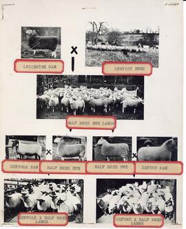 Collage of photographs demonstrating the offspring of different sheep breeds and crossings