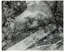 Photograph of sheep carcass lying between tree and wooden boards