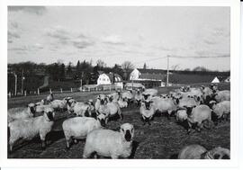 Photograph of the Nappan experimental sheep farm