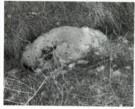 Photograph of sheep wool lying in grass