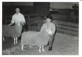 Photograph of Lloyd Palmer, and another person, with Border Cheviot ewes