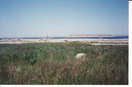 Photograph of grass and sand with an island in the distance during the Purebred Sheep Breeders' A...