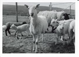 Photograph of North County Cheviot & Suffolk sheep at Devco Sheep Farm, Cape Breton