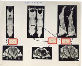 Collage of photographs demonstrating the comparisons of purebred and crossbred sheep carcasses