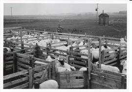 Photograph of sheep in pens at Cape John Community Pasture, Nova Scotia