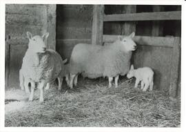 Photograph of N.C. Cheviot ewes with lambs