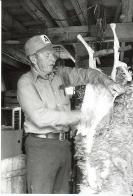 Photograph of a person removing the wool and hide from a butchered lamb carcass