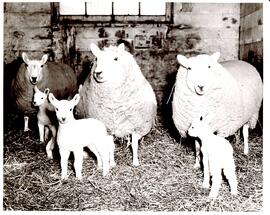 Photograph of a group of ewes and lambs in a barn