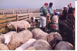 Photograph of a group of people shearing sheep in a pen on Gull Island, in Wedgeport, Nova Scotia