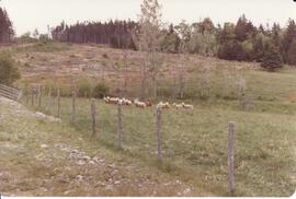Photograph of a group of sheep in a fenced field during the Sheep Breeders' Association of Nova S...