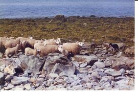 Photograph of a group of sheep standing on the rocks with a dog on Gull Island, in Wedgeport, Nov...