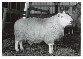 Photograph of Colmslie Saracent 1972. N.C. Cheviot ram imported from Scotland