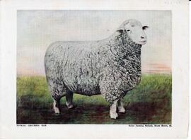 Reprint of a typical Columbia ram painting