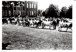 Photograph of a Nova Scotia Agricultural College field day where people are showing cattle to jud...