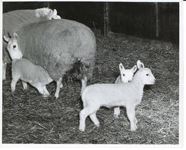 Photograph of ewes and lambs in barn