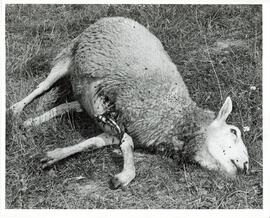 Photograph of sheep carcass lying in grass