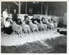 Photograph of North Country Church Ram Lambs at the Maritime Winter Fair in 1952