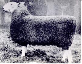 Photograph of a Leicester on display