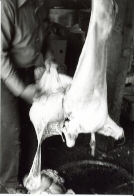 Photograph of a person removing what is likely the internal portion from a butchered lamb