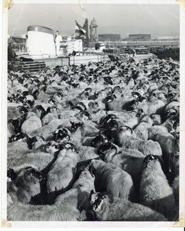 Photograph of the importation of Scottish Blackface sheep in Levis, Quebec, in 1970
