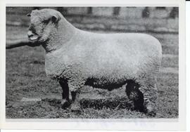 Photograph of a Shropshire on display