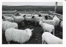 Photograph of sheep in a pen, Cape Breton Development Corporation, Mabou, NS