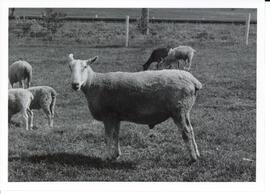 Photograph of a Bluefaced Leicester ram photograph taken at Dr. Nettleton's Farm in Truro, Nova S...