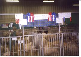 Photograph of sheep in a pen during the All Canada Sheep Classic in Brandon, Manitoba, in June 1999