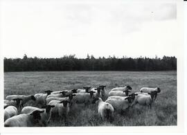 Photograph of black-faced sheep in a field