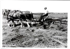 Photograph of hay raking at the Nova Scotia Agricultural College