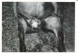Photograph of Jerry Townsend's ewe with severe mastitis