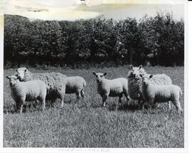 Photograph of crossbred lambs from Cheviot ewes in a field