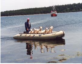 Photograph of Arnold D'Eon and several sheep in a boat, in Pubnico, Nova Scotia