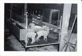 Photograph of sheep in pen during the milk replace trials in Nappan, Nova Scotia