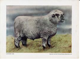 Reprint of a Hampshire ram painting