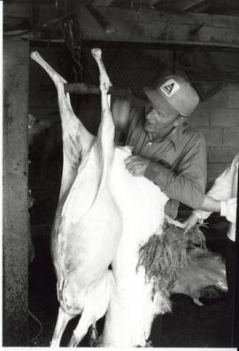 Photograph of two people removing the wool and hide from butchered lamb carcass