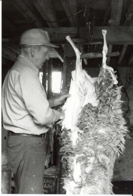 Photograph of a person removing the wool and hide from a butchered lamb